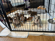 English Bulldog Puppies— stocky build, adorable wrinkles, and sweet personalities. Melbourne