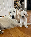 Golden Retriever Puppies Tennessee: Healthy, Well-Socialized, and Family-Ready Puppies Nashville
