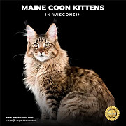 Maine Coon Kittens in Wisconsin – Find Your Perfect Kitten Milton