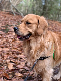 Golden Retrievers Nashville : Friendly and Loving Golden Retrievers in Nashville Nashville