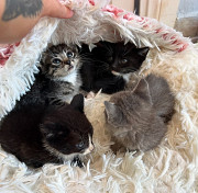 Cat/kitten from Oakland