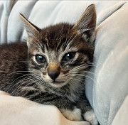 Cat/kitten from Oakland