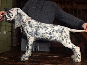 Adorable English setter puppies from Newcastle upon Tyne