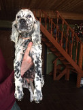 Adorable English setter puppies from Newcastle upon Tyne