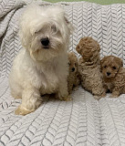 Exquisite Maltipoos boys and girls Edmonton