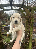 Beautiful Golden Retriever Puppys Charlotte