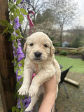 Beautiful Golden Retriever Puppys Charlotte