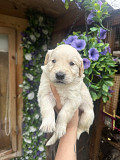 Beautiful Golden Retriever Puppys Charlotte