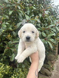 Beautiful Golden Retriever Puppys Charlotte