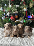 Miniature dachshund puppies for sale Charlotte