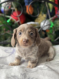 Miniature dachshund puppies for sale Charlotte