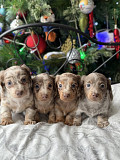 Miniature dachshund puppies for sale Charlotte