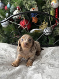 Miniature dachshund puppies for sale Charlotte