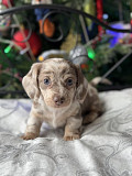 Miniature dachshund puppies for sale Charlotte