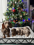 Miniature dachshund puppies for sale Charlotte