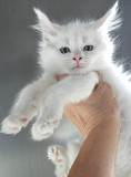 Lovely kitten available for responsible adoption from Quebec