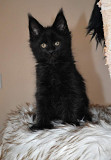 Lovely kitten available for responsible adoption from Quebec