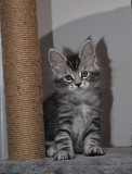 Lovely kitten available for responsible adoption from Quebec