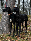 Saluki Puppies – A Unique Opportunity Nuernberg