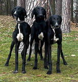 Saluki Puppies – A Unique Opportunity Nuernberg