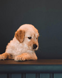 English Golden Retriever Indiana : Elegant Loyal Companions for Loving home Bedford