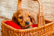 Cream Golden Puppies for Sale in Nashville : Healthy & Family-Raised Nashville