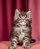 Maine Coon Kittens in Minnesota : Price, Care and Availability Milton