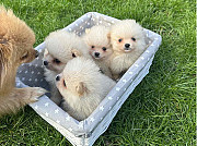 Adorable Pomeranian Puppies for Sale Dublin