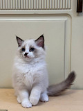 Cute Ragdoll Kittens For Adoption Dubai
