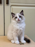 Cute Ragdoll Kittens For Adoption Dubai