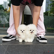 Teacup Pomeranian Puppies For Adoption Dubai