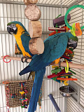 Blue and Gold Macaw Parrots For Adoption Dubai