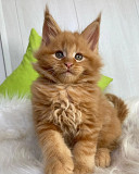Mainecoon Kittens Available Dubai
