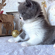 British Shorthair Kittens For Adoption Dubai