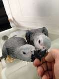 African Grey Parrots For Adoption Dubai