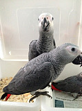African Grey Parrots For Adoption Dubai