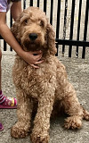 Labradoodle from Stuttgart