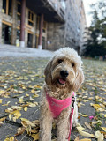 Labradoodle from Stuttgart