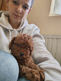 Red toy poodles Zrenjanin