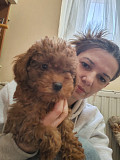 Red toy poodles Zrenjanin