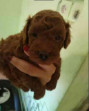 Red toy poodles Zrenjanin