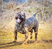 For Sale: Canario Puppies (Canary Dog) Smederevo