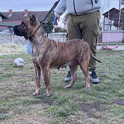 For Sale: Canario Puppies (Canary Dog) Smederevo