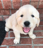 AKC golden retriever puppies : Quality, Health, and Heartwarming Companions Nashville