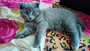 Scottish fold Female Ajman