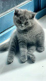 Scottish fold Female Ajman