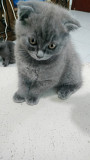 Scottish fold Female Ajman