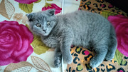 Scottish fold Female Ajman