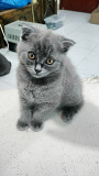 Scottish fold Female Ajman