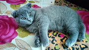 Scottish fold Female Ajman